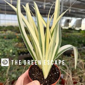 May include: A potted plant with long, slender, variegated leaves in shades of green and cream. The plant is in a small, brown plastic pot. The text "THE GREEN ESCAPE" is visible on the pot. The plant is in a greenhouse setting.