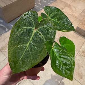 Subsignatum Anthurium - Etsy