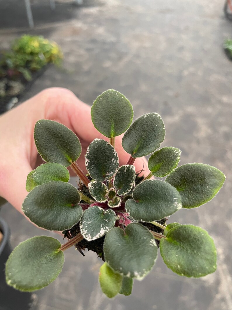 Toy Castle African Violet Starter Plant ALL Starter PLANTS Etsy