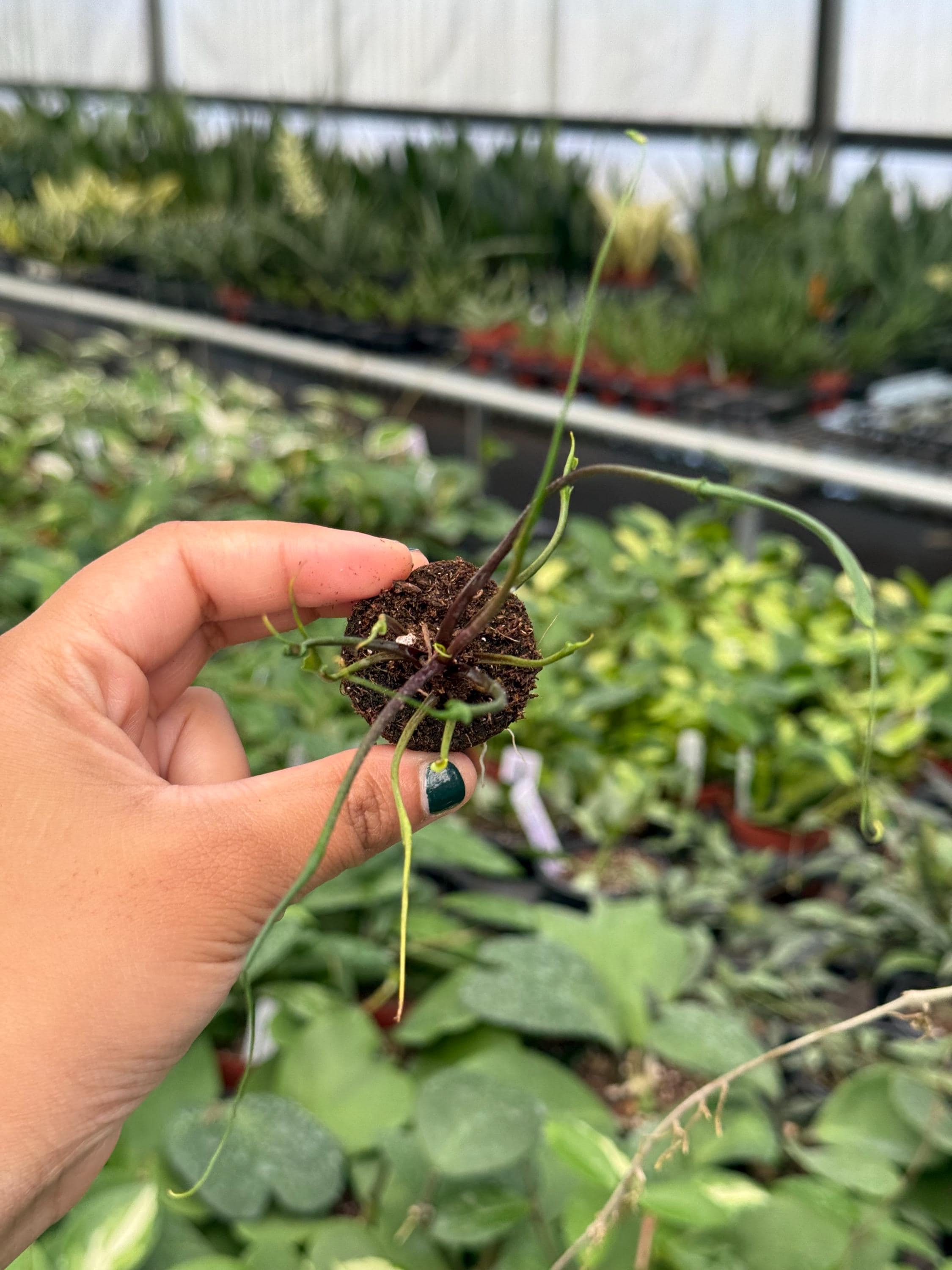 Alocasia Flying Squid Starter Plant (ALL STARTER PLANTS Require