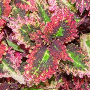 May include: Close-up of coleus plant leaves. The leaves display a vibrant mix of colors, including deep burgundy, bright pink, and various shades of green and yellow. The edges of the leaves are scalloped, adding texture to the image.