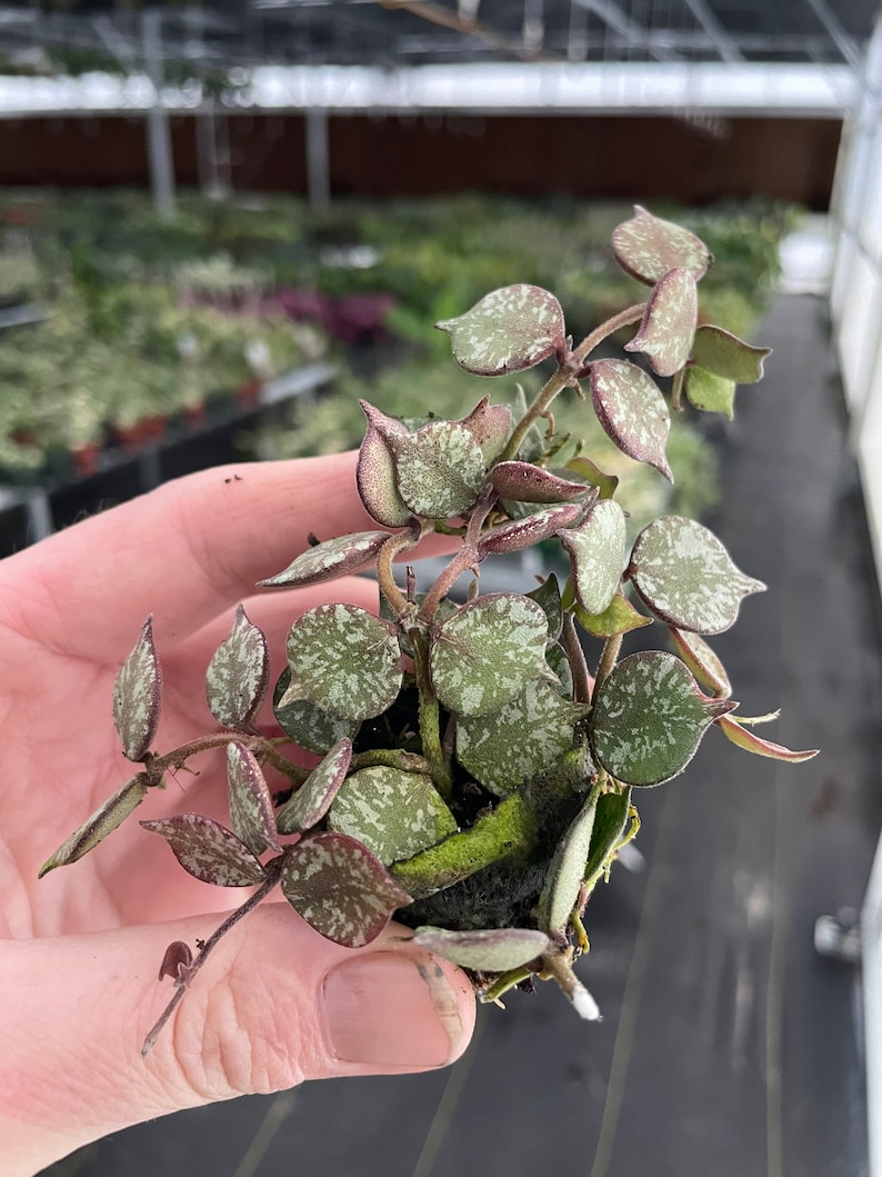 TheGreenEscape Hoya Curtisii Plant - Thumbnail 3