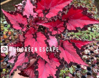 Harmonys Red Robin Starter Plant (ALL STARTER PLANTS require you to purchase 2 plants!)