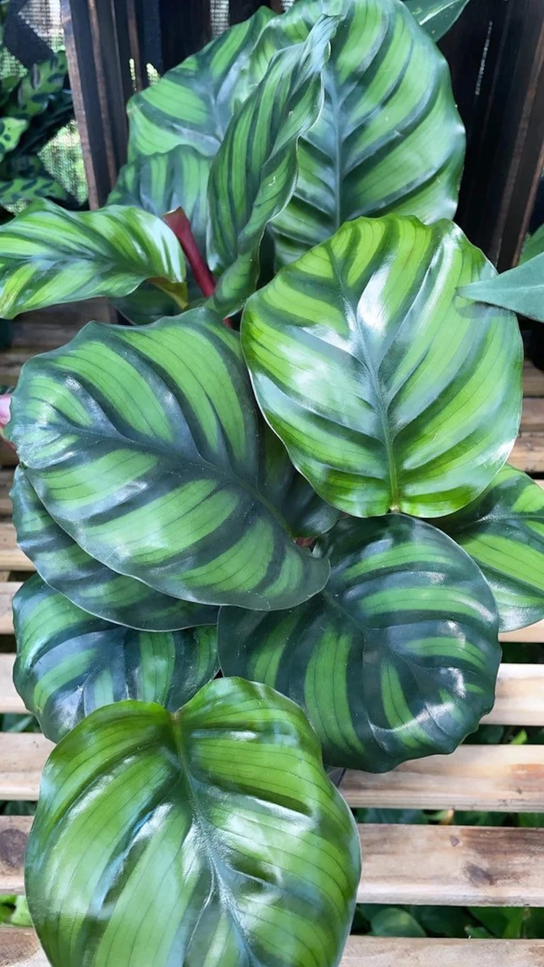 Calathea Fasciata rotundifolia Starter Plant (ALL STARTER PLANTS Require  You to Purchase 2 Plants!) - Etsy
