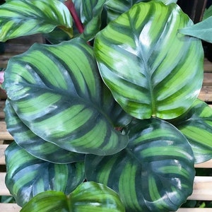 Calathea fasciata “rotundifolia” Starter Plant (ALL STARTER PLANTS require you to purchase 2 plants!)