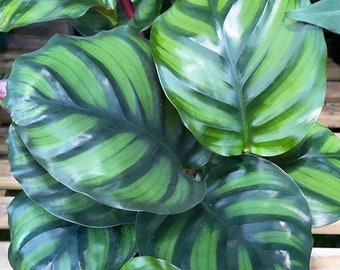 Calathea fasciata “rotundifolia” Starter Plant (ALL STARTER PLANTS require you to purchase 2 plants!)