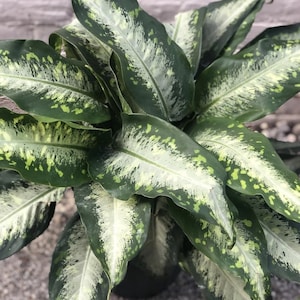 Dieffenbachia Panther Starter Plant (ALL STARTER PLANTS require you to purchase 2 plants!)