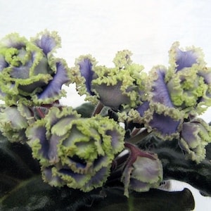 RS Zhabo African violet starter plant (ALL PLANTS require you to purchase 2 plants!)