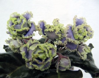 Harmonys Cool Cat African Violet Starter Plant (ALL STARTER PLANTS