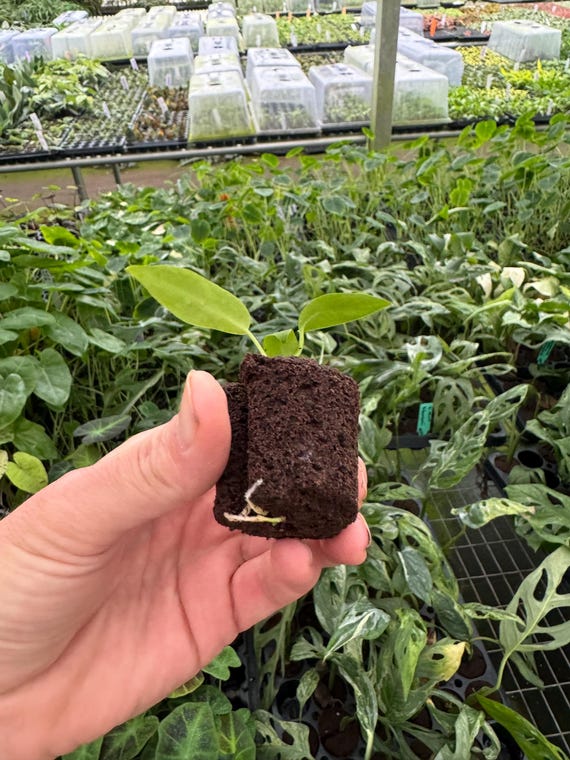 Small Anthurium Warocqueanum dark and narrow form Starter Plant (ALL STARTER PLANTS require you to purchase 2 plants!)