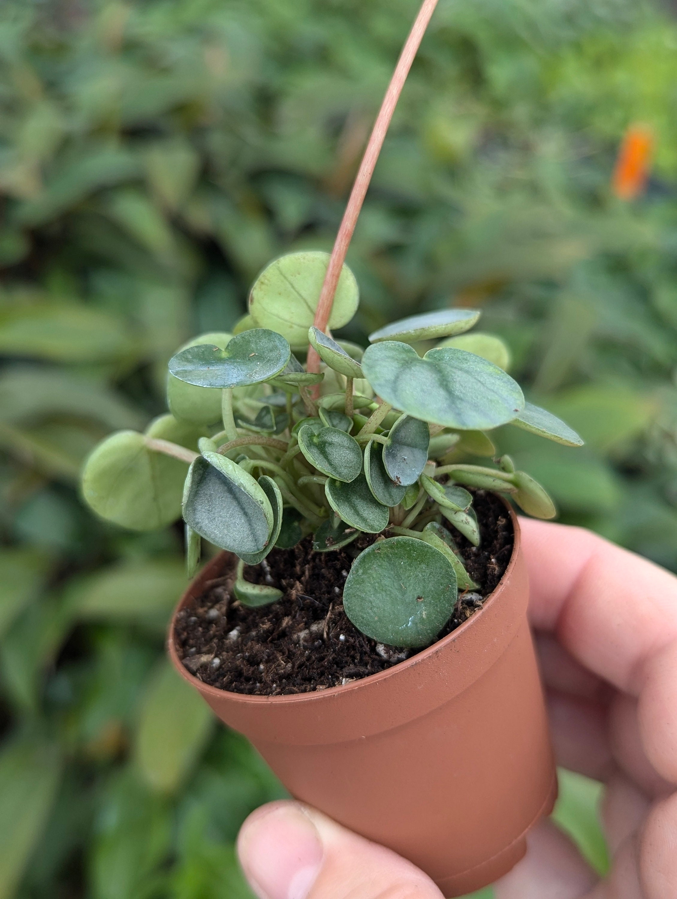 Peperomia Little Toscani 2