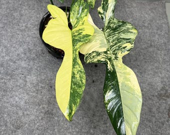 philodendron bipennifolium variegated Starter Plant (ALL STARTER PLANTS require you to purchase 2 plants!)