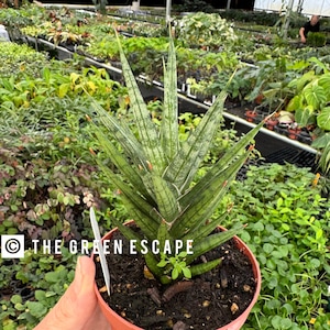 sansevieria philippines Sansevieria kirkii coppertone – Pots For Plants