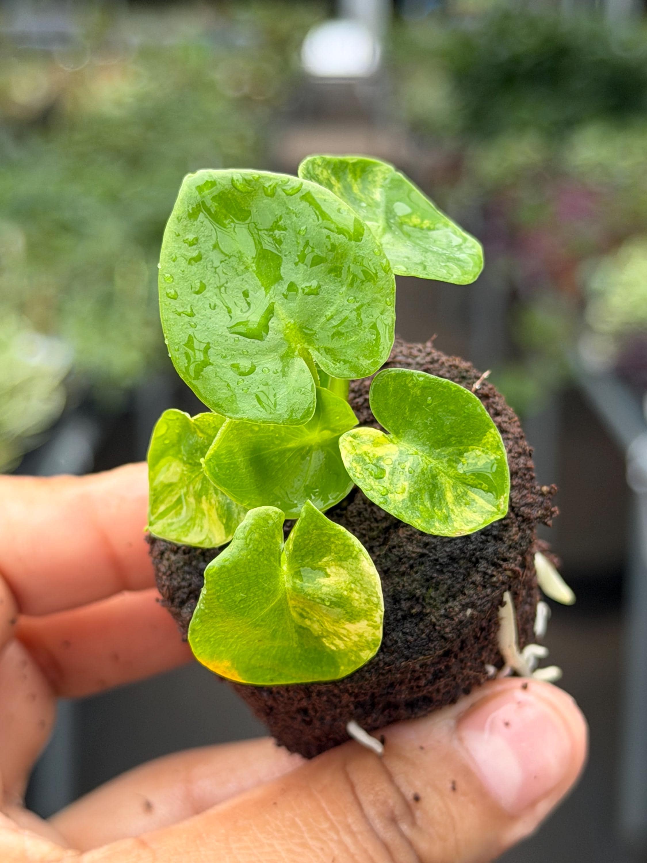 Super Atom Philodendron - Etsy