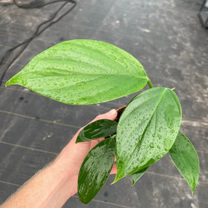 Raphidaphora decursiva “dragon tail”  4” pot (ALL PLANTS require you to purchase 2 plants!)