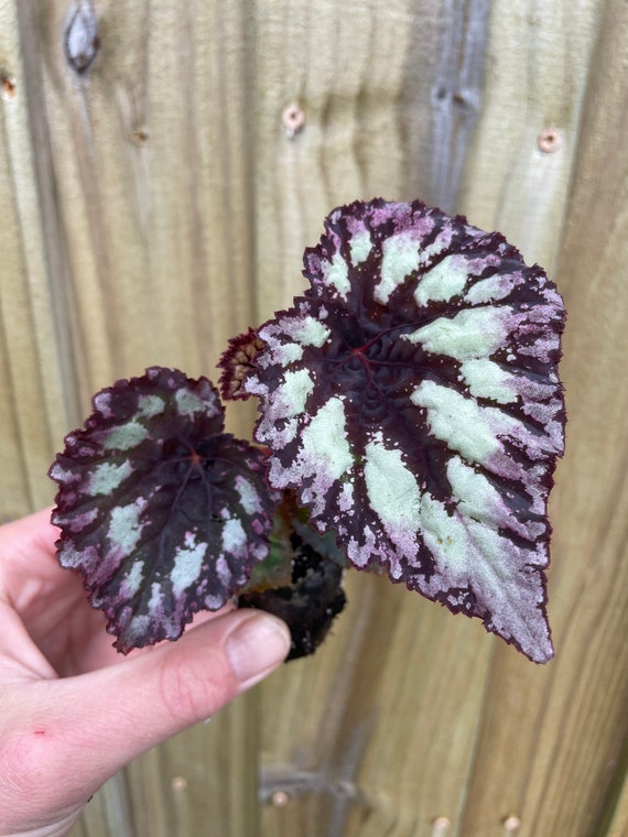 ~FIRE WOMAN~ Harmony's Rex Begonia Gorgeous HOUSEPLANT LIVE Small Potted PLANT ~FIRE WOMAN~ Harmony's Rex Begonia Gorgeous HOUSEPLANT LIVE Small Potted PLANT