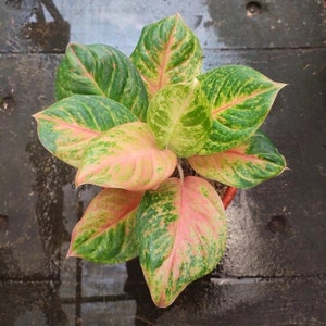 Aglaonema rainbow Starter Plant (ALL STARTER PLANTS require you to purchase 2 plants!)