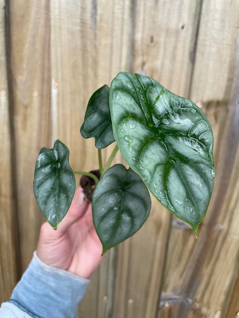 TheGreenEscape Alocasia Silver Dragon Plant - Thumbnail 4