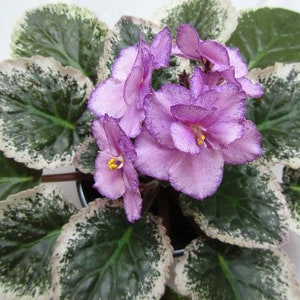 May include: A close-up of a pink African violet plant with variegated green and white leaves. The flowers are a light pink with darker pink edges.