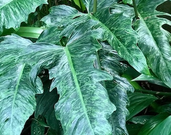 Marbled Philodendron golden dragon Starter Plant (ALL STARTER PLANTS require you to purchase 2 plants!)
