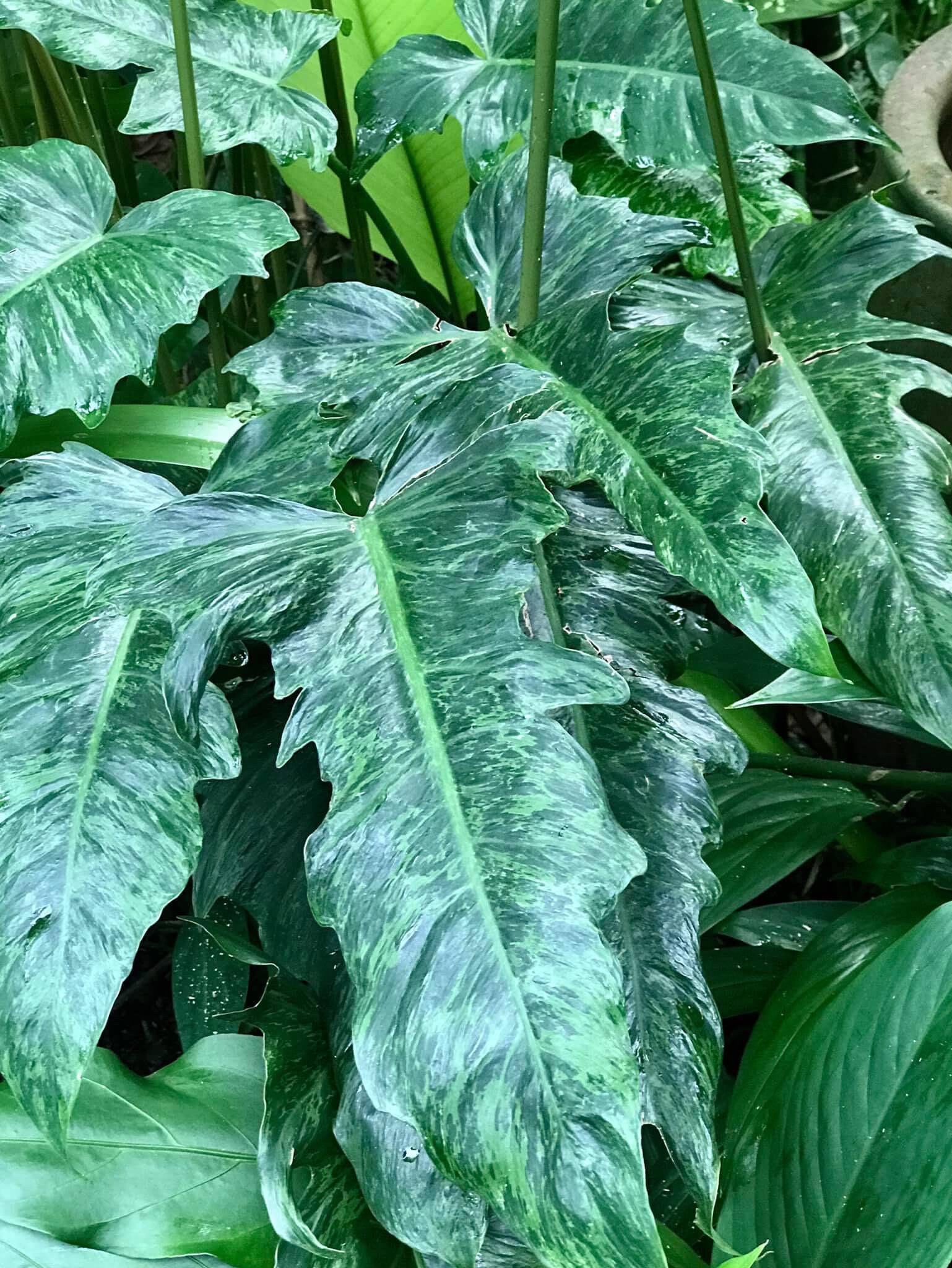 Philodendron Lime Fiddle Variegated - Etsy Philodendron Lime Fiddle Variegated - Etsy