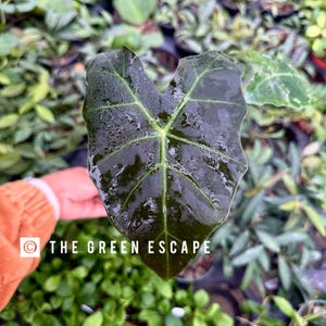 May include: Close-up of a dark green Alocasia leaf with prominent veins and water droplets. The leaf is held in front of a background of various green plants. The text "THE GREEN ESCAPE" is visible.