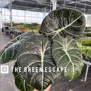 Alocasia Black Velvet “Reginula” Starter Plant (ALL STARTER PLANTS require you to purchase 2 plants!)