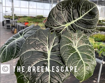 Alocasia Black Velvet “Reginula” Starter Plant (ALL STARTER PLANTS require you to purchase 2 plants!)