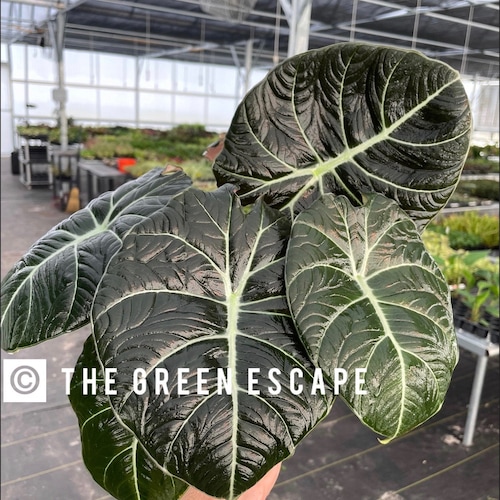 Alocasia Black Velvet “reginula” Starter Plant (ALL STARTER PLANTS