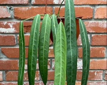 Planta inicial de Anthurium pallidiflorum (¡TODAS LAS PLANTAS INICIALES requieren que compre 2 plantas!)