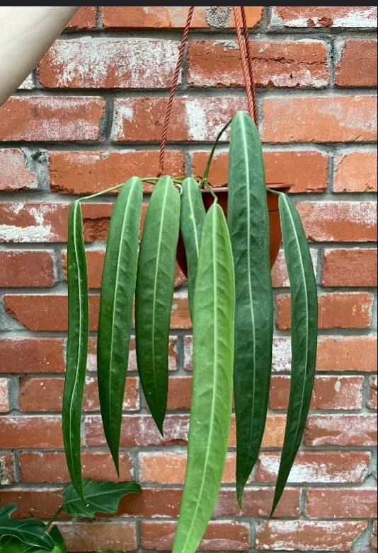 Anthurium Pallidiflorum Starter Plant (ALL STARTER PLANTS Require You to  Purchase 2 Plants!) - Etsy