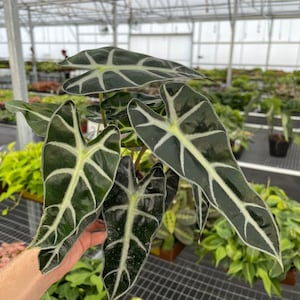 Alocasia Bambino 4” pot (ALL PLANTS require you to purchase 2 plants!)