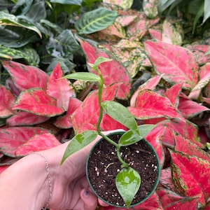 May include: A small potted plant with green leaves and a long stem. The plant is in a dark green pot filled with soil. The background features various plants with red and green leaves. The text "THE GREEN ESCAPE" is at the bottom.