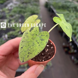 Colocasia Mojito 2” pot (ALL PLANTS require you to purchase 2 plants!)