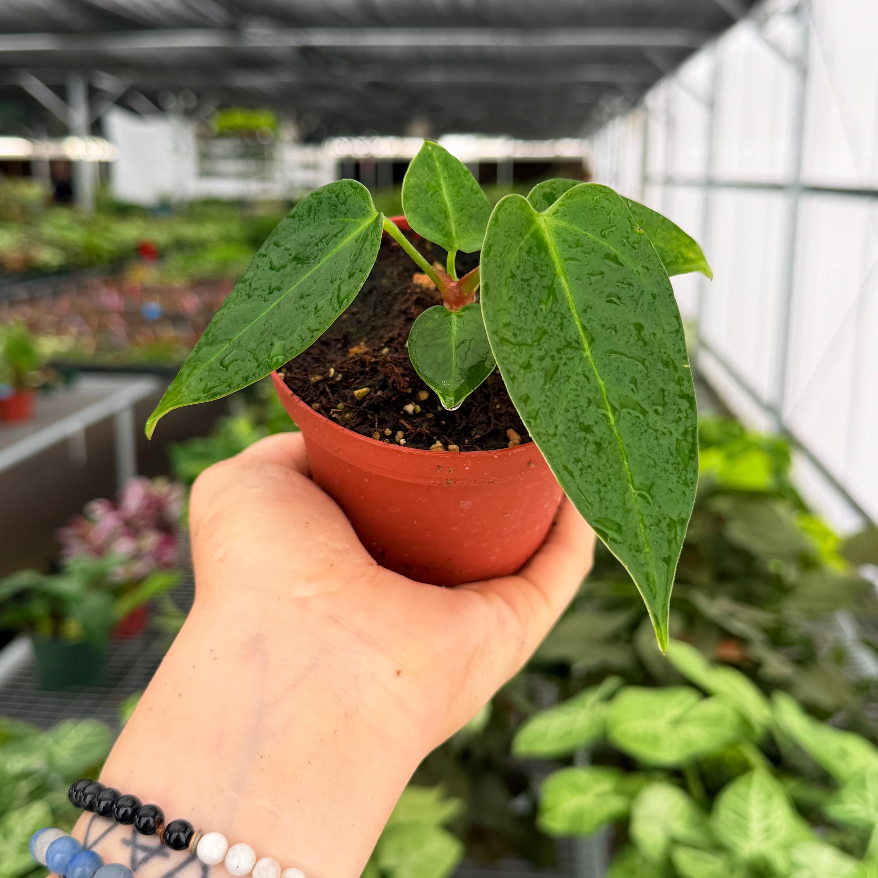 Anthurium Subsignatum - Etsy