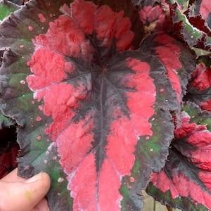 Harmonys Bloody valentine begonia Starter Plant (ALL STARTER PLANTS require you to purchase 2 plants!)