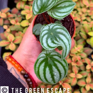 May include: A close-up of a small potted watermelon peperomia plant. The plant has green leaves with silver stripes and is held in a small orange pot. The background is filled with other plants. The text "THE GREEN ESCAPE" is in the lower left corner.