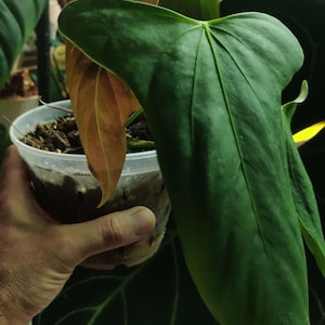 Anthurium velvet Moira (papillilaminum x subsignatum) Starter Plant (ALL STARTER PLANTS require you to purchase 2 plants!)