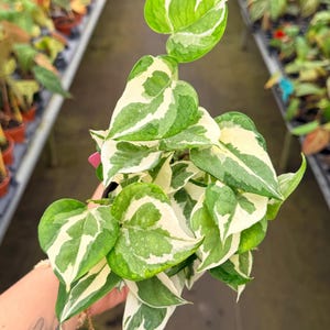 May include: Close-up of a vibrant houseplant with heart-shaped leaves. The leaves are a mix of bright green and creamy white, creating a striking contrast. The plant is held in a hand, showcasing its lush foliage. The background is blurred, suggesting a greenhouse setting.