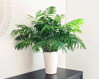 Neanthe Bella palm “chamaedorea elegans”Starter Plant (ALL STARTER PLANTS require you to purchase 2 plants!)