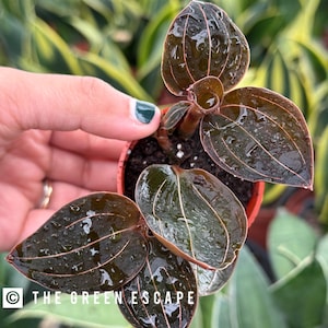 Ludochilis “sea turtle” 2” pot (ALL PLANTS require you to purchase 2 plants!)