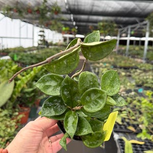 Hoya Amore - Etsy