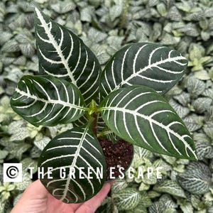 Aphelandra dania “zebra plant” 2” pot (ALL PLANTS require you to purchase 2 plants!)