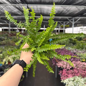 May include: A vibrant green fern plant with delicate, small leaves. The plant is held in a black pot, showcasing its lush, full foliage. The background features other plants and a greenhouse structure.