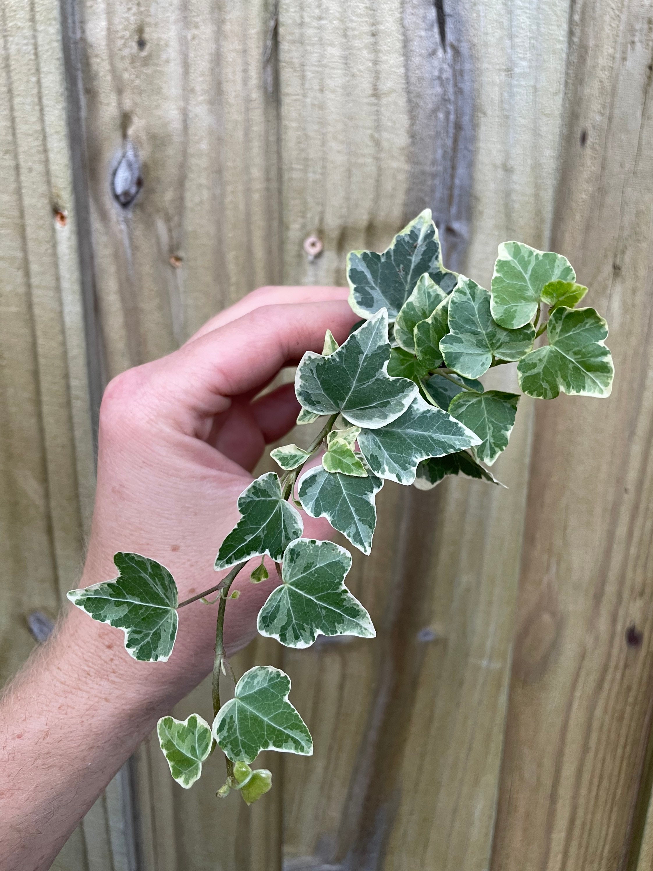 Hedera Helix White Wonder Starter Plant (ALL STARTER PLANTS Require You to  Purchase 2 Plants!) - Etsy