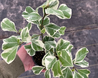 Ficus triangularis variegated 4” pot (ALL PLANTS require you to purchase 2 plants!)