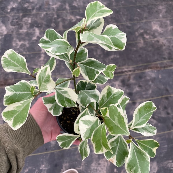 Ficus triangularis variegated 4” pot (ALL PLANTS require you to purchase 2 plants!)