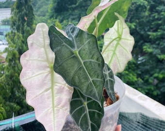 May include: A potted Alocasia plant with large, textured leaves in shades of green, white, and pink. The plant is in a clear plastic pot, held by a person. The background features lush green foliage and a glimpse of a cityscape.
