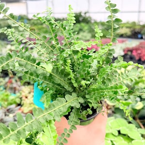 Exact Plant Lemon Button Fern Specific 4” Pot #DAE3217 | G/H (All PLANTS require you to purchase 2 plants!)