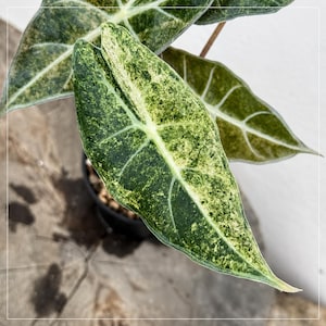 Alocasia black satun stardust variegated Tissue Culture (ALL PLANTS require you to purchase 2 plants!)